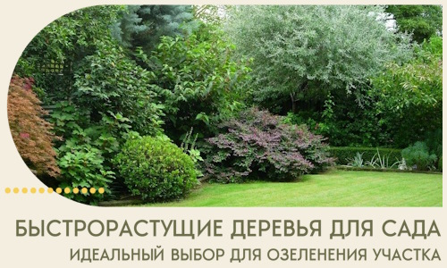 Быстрорастущие деревья для сада идеальный выбор в Боре