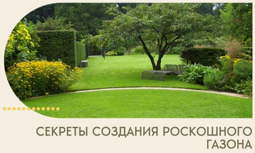 Секреты создания роскошного газона в Боре